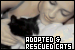 Adopted and Rescued Cats & Kittens