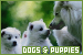  Dogs & Puppies: 