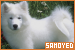  Dogs: Samoyed: 