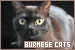  Cats: Burmese