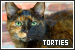  Cats: Tortoiseshell