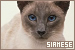  Cats: Siamese
