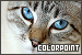  Cats: Colorpoint