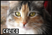  Cats: Calico