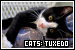  Cats: Tuxedo