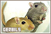  Rodents: Gerbils