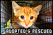  Cats: Adopted & Rescued